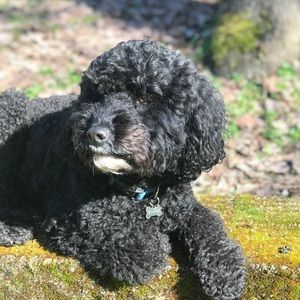 Meet your Posher, Reed